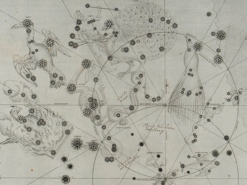 The new southern constellations of Frederick Houtman and Pieter Keyser, as depicted in Johann Bayer, Uranometria, 1603, detail of second image (Linda Hall Library)
