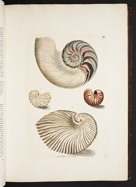 Pearly nautilus, sliced in half, and a paper nautilus, engraving, Georg Wolfgang Knorr, Deliciae naturae selectae, 1766-67 (Linda Hall Library)