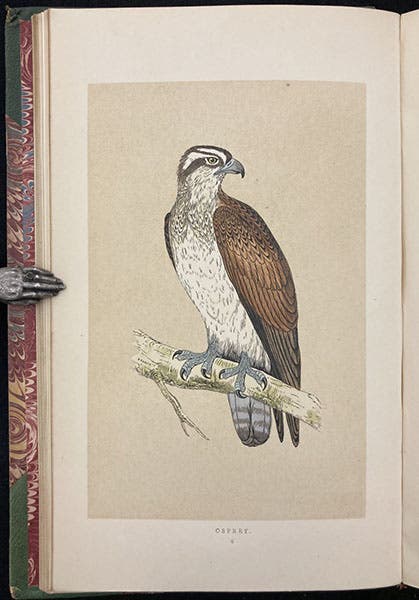 Osprey, colored wood engraving by Benjamin Fawcett, A History of British Birds, by Francis Orpen Morris, vol. 1, plate 6, p. 31, 1851 (Linda Hall Library)
