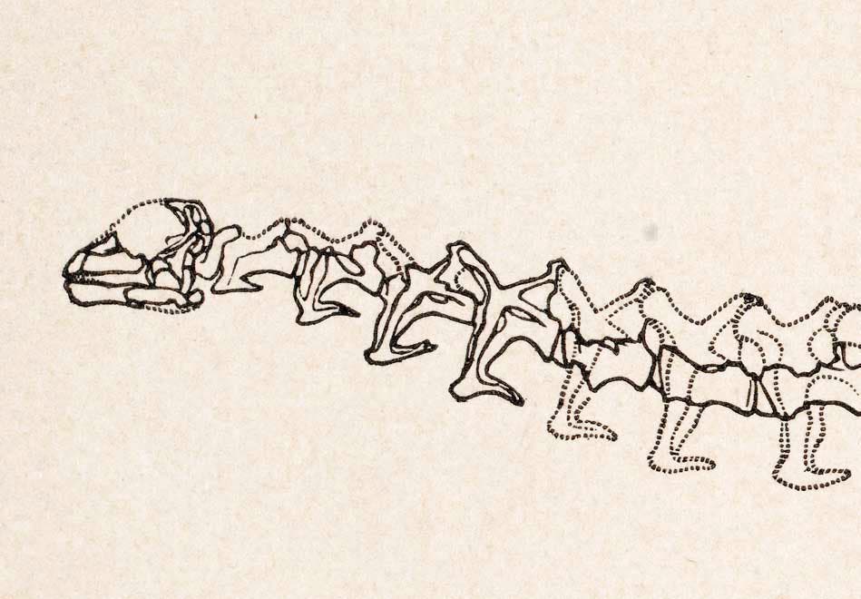 Brontosaurus excelsus skull. This work was on display in the original exhibition as item 18. Image source: Marsh, Othniel C. "Principal characters of American Jurassic dinosaurs. Part VI: Restoration of Brontosaurus," in: American Journal of Science, series 3, vol. 26 (1883), pp. 80-81, pl. 1.