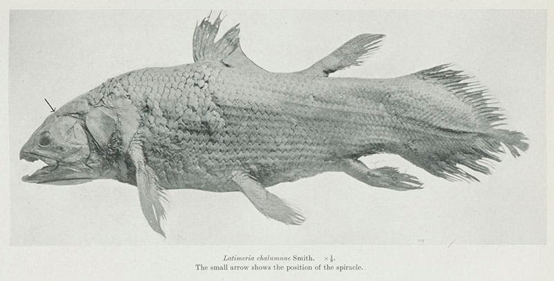 The mounted coelacanth discovered by Marjorie Courtenay-Latimer in 1938, photograph accompanying J.L.B Smith’s, "A surviving fish of the order Actinistia,” Transactions of the Royal Society of South Africa, vol. 27, 1940 (Linda Hall Library)