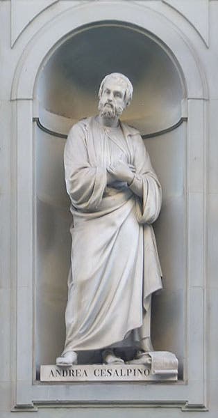 Statue of Andrea Cesalpino, loggia of the Uffizi Museum, Florence (Wikimedia commons)