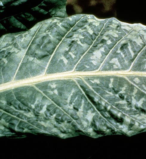 Tobacco leaf infected with tobacco mosaic virus (Wikimedia commons)