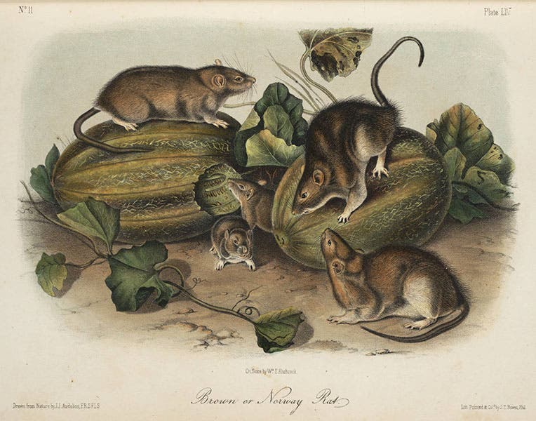 “Brown or Norway Rat,” hand-colored lithograph by John James Audubon and William E. Hitchcock, in John James Audubon and John Bachman, Quadrupeds of North America, 1849-54 (Linda Hall Library)