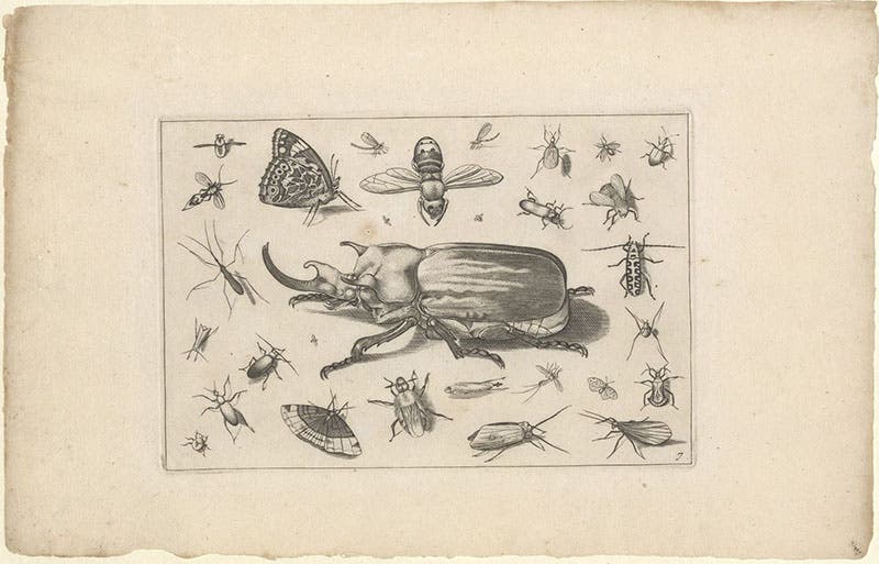 Rhinoceros beetle, and other insects, uncropped engraving with margins, Diversae insectarum volatilium icones ad vivum accuratissime depictae, by Jacob Hoefnagel, plate 7, 1630 (Linda Hall Library)