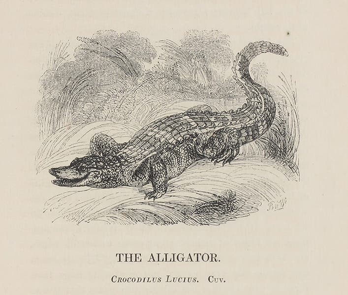 Alligator, wood engraving by William Harvey, in Edward Bennett, The Tower Menagerie, 1829 (Linda Hall Library)