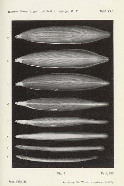Willow-leaf larvae of the European eel, with two elvers (glass eels) at the bottom, in “Danish researches in the Atlantic and Mediterranean on the life-history of the fresh-water eel (Anguilla vulgaris),” Internationale Revue der gesamten Hydrobiologie und Hydrographie, vol. 5, 1912 (Linda Hall Library)