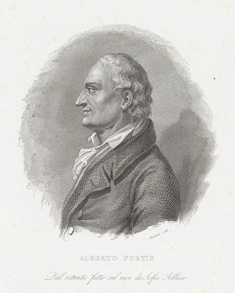 Portrait of Alberto Fortis, engraving by Giuseppe Fusinati after a painting by Sofia Sellier, 19th century (Wikimedia commons)