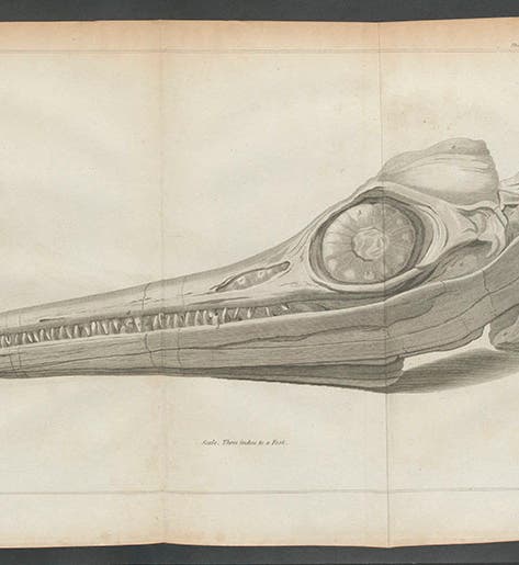 Ichthyosaurus skull, engraved by James Basire II, for an article by Everard Home, <i>Philosophical Transactions of the Royal Society of London</i>, vol. 104, 1814 (Linda Hall Library