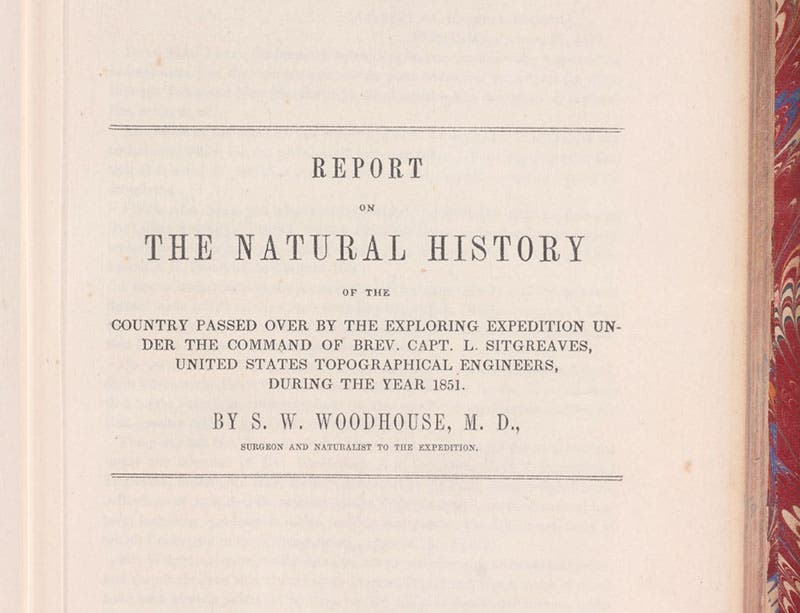 Half-title, “Report on the Natural History,” by Samuel W. Woodhouse, in Report of an Expedition down the Zuni and Colorado Rivers, by Lorenzo Sitgreaves, 1854 (Linda Hall Library)