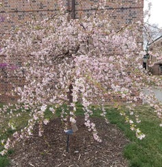 Flowering Crab spring