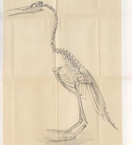 Skeletal restoration of Hesperornis regalis, a flightless bird of the Cretaceous era, named and described by O.C. Marsh, lithograph in Odontornithes: A Monograph of the Extinct Toothed Birds of North America, Memoirs of the Peabody Museum of Natural History, vol. 1, pl. 20, 1880 (Linda Hall Library)