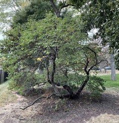 Redbud summer