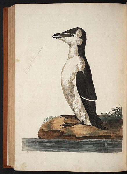 Black-billed auk, colored engraving by Peter Mazell after a drawing by Peter Paillou, in Thomas Pennant, British Zoology, 1766 (Linda Hall Library)