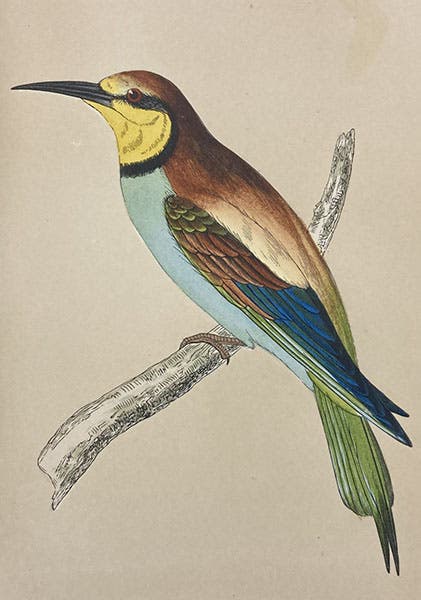Bee-eater, colored wood engraving by Benjamin Fawcett (cropped), A History of British Birds, by Francis Orpen Morris, vol. 1, plate 47, p. 312, 1851 (Linda Hall Library)