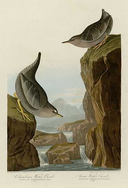 Two water ouzel’s, drawn by J.J. Audubon, engraved by R. Havell, Jr., plate 435 in Audubon’s Birds of America, 1827-38 (Wikimedia commons)