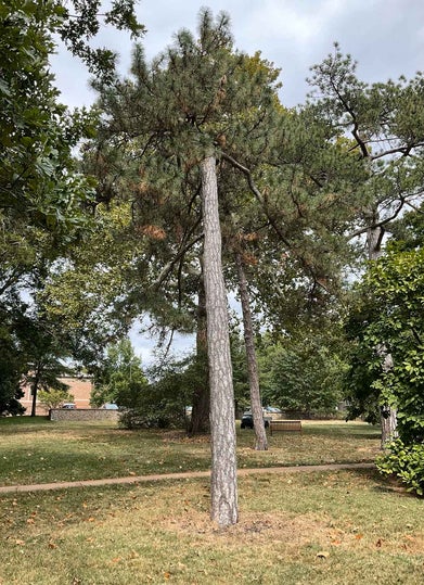 Austrian Pine summer