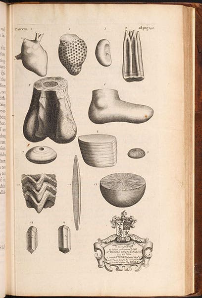 Various fossilized objects collected in Oxfordshire, including the lower end of a large thigh-bone (fig. 4) just above left center, engraving in The Natural History of Oxford-shire, by Robert Plot, 1676 (Linda Hall Library)