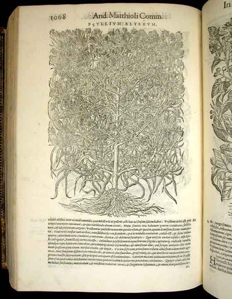 Psyllium plant, woodcut by Giorgio Liberale and Wolfgang Meyerpeck, in Pietro Andrea Mattioli, Commentarii in sex libros Pedacii Dioscoridis Anazarbei De medica materia, 1565 (Linda Hall Library)
