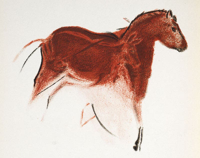 Wild horses, painting from the Altamira cave ceiling, copied by Abbé Breuil, Lord Avebury, Prehistoric Times, 1913 (Linda Hall Library)