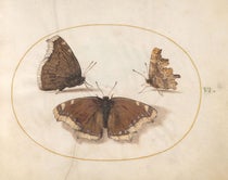 Mourning cloak butterfly, 2 views, and a comma butterfly, watercolor and gouache on vellum, by Joris Hoefnagel, The Four Elements, Ignis volume, 1575-1600, National Gallery of Art, Washington (nga.gov)
