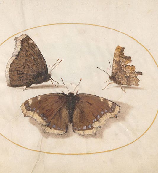 Mourning cloak butterfly, 2 views, and a comma butterfly, watercolor and gouache on vellum, by Joris Hoefnagel, The Four Elements, Ignis volume, 1575-1600, National Gallery of Art, Washington (nga.gov)