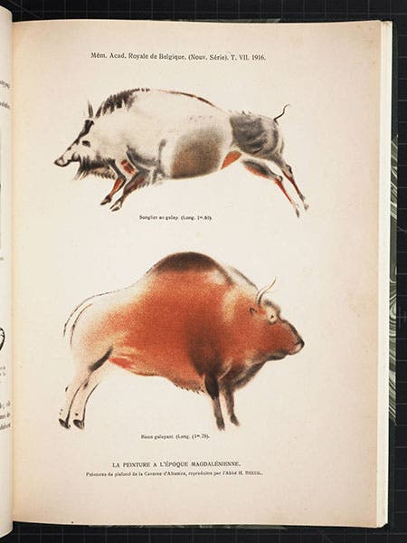 Bison and boar from Altamira, paintings by Abbé Breuil, Mémoires de Académie Royale de Belgique, 1916 (Linda Hall Library)
