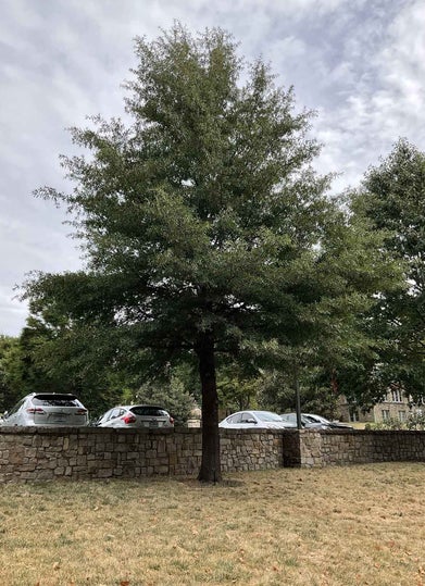Willow Oak summer