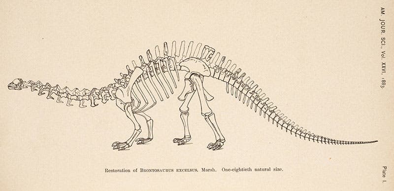 Brontosaurus restoration by Marsh, 1883 (Linda Hall Library)