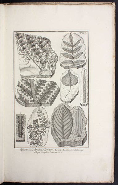 Fossilized leaves and plants, engraving in Herbarium diluvianum, by Johann Jakob Scheuchzer, 1709 (Linda Hall Library)