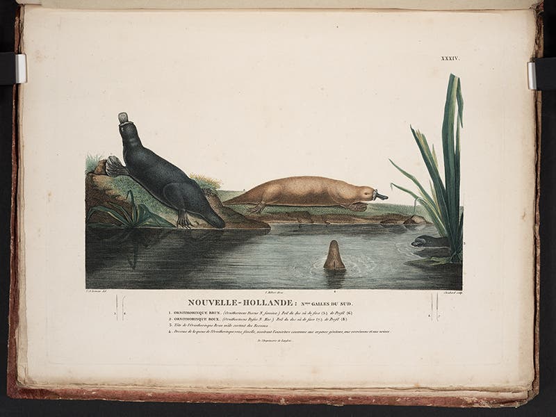 A pair of platypus, hand-colored engraving after a drawing by Charles Lesueur, from François Péron, Voyage de découvertes aux terres Australes, 1807-16 (Linda Hall Library)