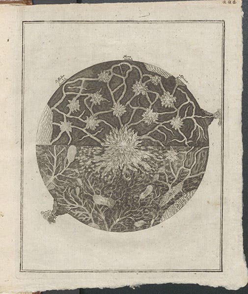 The Earth in cross-section, showing underground networks for molten rock and water, with Lisbon (Lissabon) at 10 o’clock position, engraving in Gesammlete Nachrichten von dem Erdbeben der Stadt Lissabon, by J.H. Rühlen, and 5 other tracts, Tract 5, 1756 (Linda Hall Library)