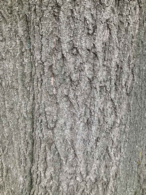 Pin Oak bark