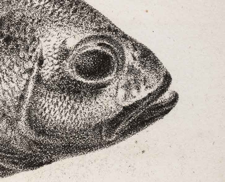 Detail of seventh image (Linda Hall Library)