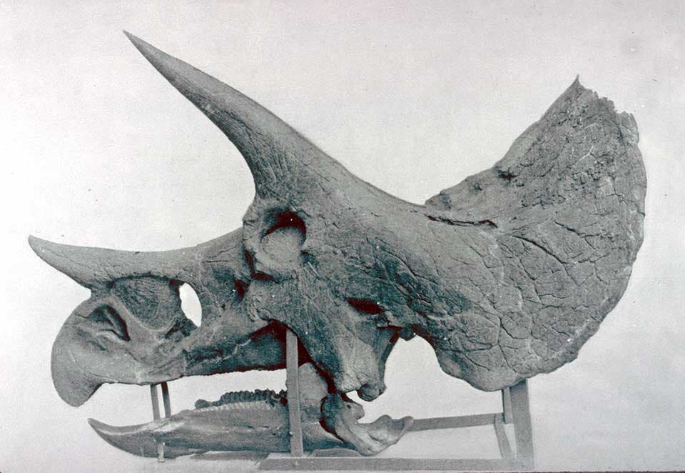Skull and lower jaw of Triceratops. This work was on display in the original exhibition as item 21. Image source: Marsh, Othniel C. "The dinosaurs of North America." Sixteenth Annual Report of the United States Geological Survey, Washington: Government Printing Office, 1896, pl. 59.