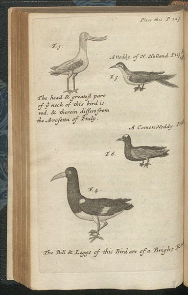 Four birds described by Dampier: Australian avocet, oyster-catcher, sooty tern, and noddy, engraving, in William Dampier, A Voyage to New Holland, 1703 (Linda Hall Library)