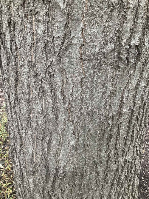 Schneck Oak bark