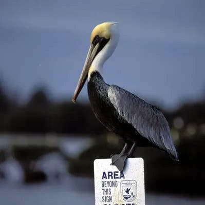A brown pelican right at home on Pelican Island, in the pose of the USPS commemorative stamp of 2003, photograph, U.S. Field & Wildlife Service (atlasobscura.com)