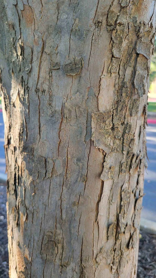 Trident Maple bark