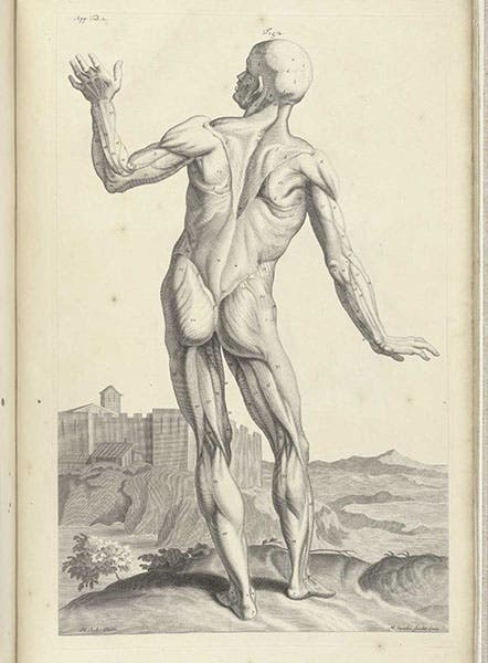 Muscle man from the rear, engraving by Michael van der Gaucht after drawing by Henry Cook, second plate in the Appendix of Anatomy of Humane Bodies, by Willam Cowper, 1698, National Library of Medicine (collections.nlm.nih.gov)