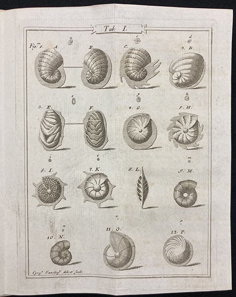 Microscopic nautiloids, engraving, Saggio orittografico: ovvero, Osservazioni sopra le terre nautilitiche ed ammonitiche della Toscana, by Ambrogio Soldani, plate 1, 1780 (Linda Hall Library)