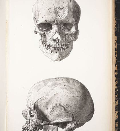 Two views of the skull of Cro-Magnon 1, found by Louis Lartet in 1868, lithograph, “Memoire sur une sepultre des anciens troglodytes de Perigord," by Louis Lartet, Annales des sciences naturelles, 5th ser., Zoologie et Paleontologie, 1868, vol. 10, plate 2, 1868 (Linda Hall Library)