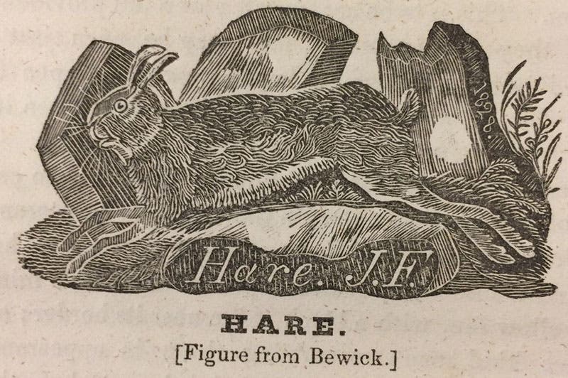 “Hare,” wood engraving by Jonathan Fisher, from his Scripture Animals, 1834 (Andover-Harvard Theological Library via Tumblr)