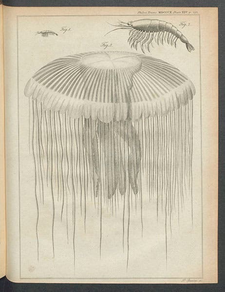 “Medusa pellucens,” engraving by James Basire II for an article by J. Macartney, Phil Trans, vol 100, 1810 (Linda Hall Library)