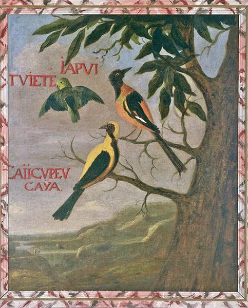 Three Brazilian birds, with local names, painting by Albert Eckhout, ca 1637, Hoflössnitz Castle, Saxony (Wikimedia commons)
