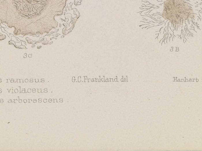 Detail of second image, indicating that Grace C. Frankland made the drawings on which the lithograph was based.