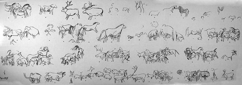 Large drawing by Abbé Breuil of the variety of animals engraved on the walls of the cave at Les Comarelles, 1902 (Don’s Maps)