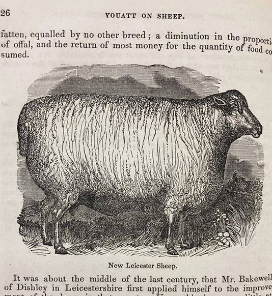 A new Leicester sheep, a breed created by Robert Bakewell, in William Youatt, <i>Sheep: Their Breeds, Management, and Diseases</i>, 1854 (Linda Hall Library)