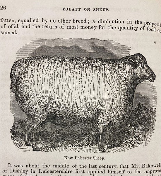 A new Leicester sheep, a breed created by Robert Bakewell, in William Youatt, <i>Sheep: Their Breeds, Management, and Diseases</i>, 1854 (Linda Hall Library)