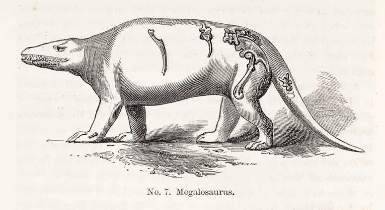 Megalosaurus, restoration on paper, by Richard Owen, in his Geology and Inhabitants of the Ancient World, p. 20, 1854; the few bones on which the restoration is based are indicated on the drawing (Linda Hall Library)
